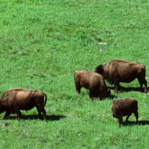 bison