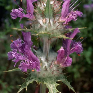 Salvia carduacea (Thistle Sage), Desert Section, Santa Barbara Botanic Garden