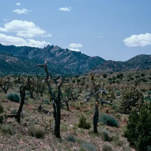 Joshua Tree Woodland, Keystone Canyon Road, New York Mountains, Joshua Tree