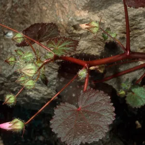 Eremalche rotundifolia, Box Canyon, Coachella Valley