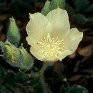 Eucnide urens, Cottonwood Canyon, Death Valley