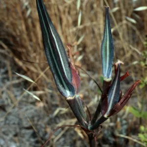 Calochorus clavatus, Cuesta ridge, San Luis Obispo County