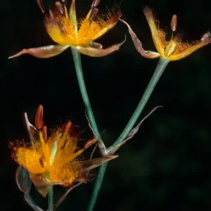 Calochortus obispoensis, West Cuesta ridge, San Luis Obispo County