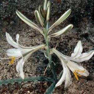 Hesperocallis undulata, Anza-Borrego