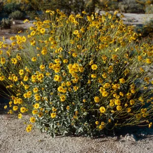 Encelia farinosa, Anza-Borrego