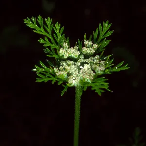 Daucus pusillus, Figueroa Mountain area, Santa Barbara County
