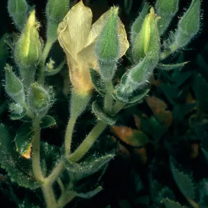 Eucnide urens, Cottonwood Canyon, Saline Valley, Northern Mojave Desert