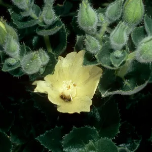 Eucnide urens, Saline Valley, Northern Mojave Desert