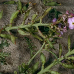 Cakile maritima, Surf