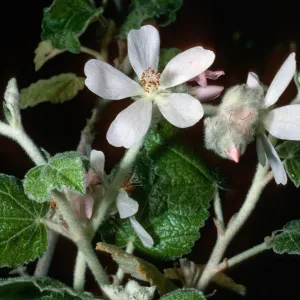 Malacothamnus clementinus