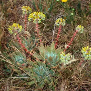Dudleya caespitosa, just East of West terrace, West Anacapa Island