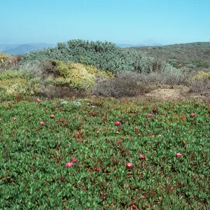 Carpobrotus aequilaterus (Mesembryanthemum chilense), Montaña de Oro State Park, Los Osos