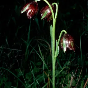 Fritillaria biflora, Jualachichi Summit, near Lompoc