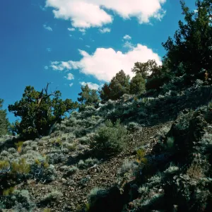 Pinyon/Junipers, Westgard Pass, White & Inyo Mountains
