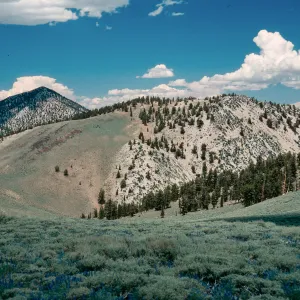 Sagebrush/Bristlecone contact, North of Schulman Grove, White Mountains, near Bishop, California