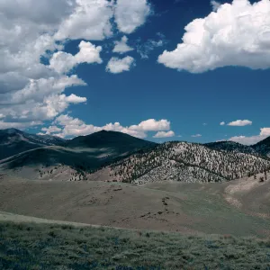 bristlecones on slopes in distance, North of Schulman Grove, White Mountains, near Bishop, California