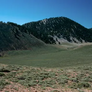 bristlecones on slopes in distance, North of Schulman Grove, White Mountains, near Bishop, California