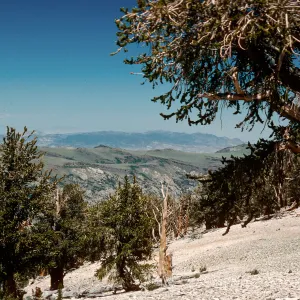 Patriarch Grove, White Mountains, Inyo National Forest
