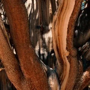 Patriarch Grove, White Mountains, Inyo National Forest