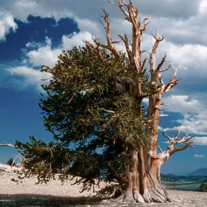 Patriarch Grove, White Mountains, Inyo National Forest