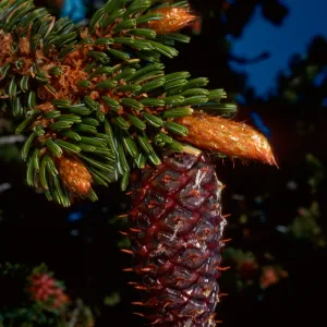 Pinus longaeva, Schulman Grove, White Mountains, near Bishop, California