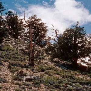 Pinus longaeva, Schulman Grove, White Mountains, near Bishop, California
