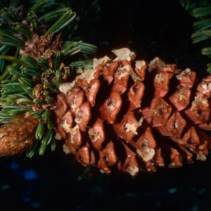 Pinus longaeva, Schulman Grove, White Mountains, near Bishop, California
