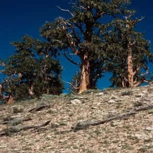 Pinus longaeva, Schulman Grove, White Mountains, near Bishop, California