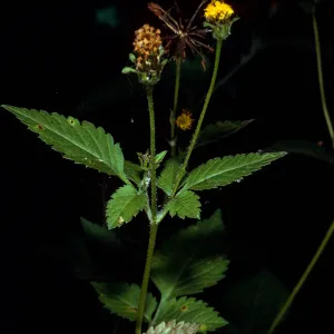 Bidens pilosa, Cold Spring Canyon, Santa Barbara County