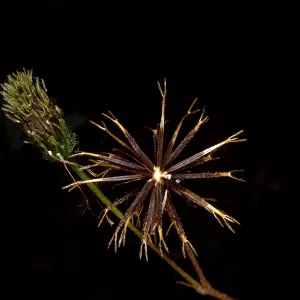 Bidens pilosa (achenes), Cold Spring Canyon, Santa Barbara County