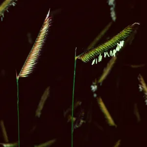 Bouteloua gracilis, Santa Barbara Botanic Garden