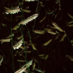 Bouteloua gracilis, Santa Barbara Botanic Garden
