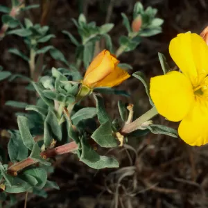 Camissonia cheiranthifolia, UCSB Campus Beach