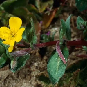 Camissonia cheiranthifolia, West of Corral Harbor, San Nicolas Island