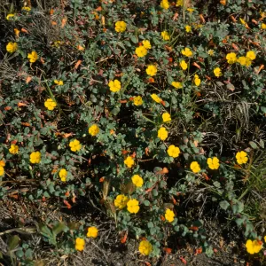 Camissonia cheiranthifolia, Christy Beach, Santa Cruz Island