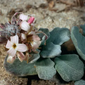 Dithyrea maritima, Vizcaino Peninsula, San Nicolas Island