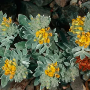 Lotus argophyllus niveus, Central Valley, near field station, Santa Cruz Island