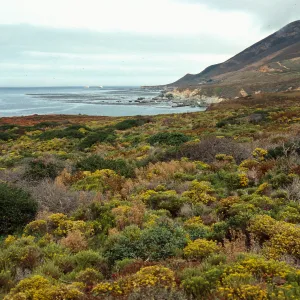 Haplopappus ericoides, looking North from Garrapata Beach, North of Big Sur, Monterey County