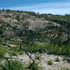 China Pines, after fire of December, 1994, Santa Cruz Island