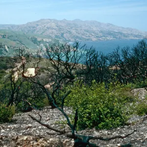 China Pines, after fire of December,1994, Santa Cruz Island