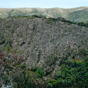China Pines, after fire of December,1994, Santa Cruz Island