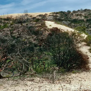 China Pines, after fire of December,1994, Santa Cruz Island