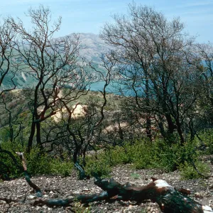 China Pines, after fire of December,1994, Santa Cruz Island