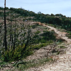 China Pines, after fire of December,1994, Santa Cruz Island