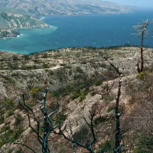 China Pines, after fire of December,1994, Santa Cruz Island
