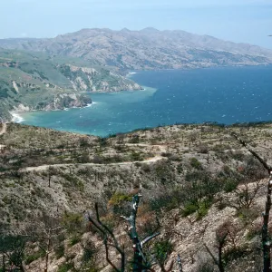 China Pines, after fire of December,1994, Santa Cruz Island