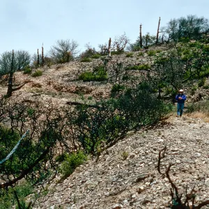 China Pines, after fire of December,1994, Santa Cruz Island