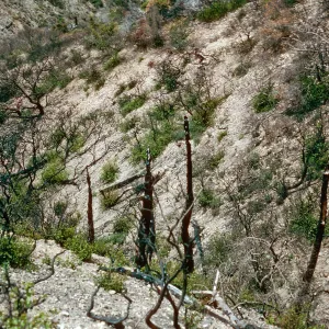 China Pines, after fire of December,1994, Santa Cruz Island