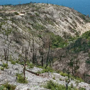 China Pines, after fire of December,1994, Santa Cruz Island