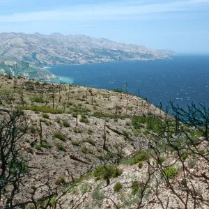 China Pines, after fire of December,1994, Santa Cruz Island